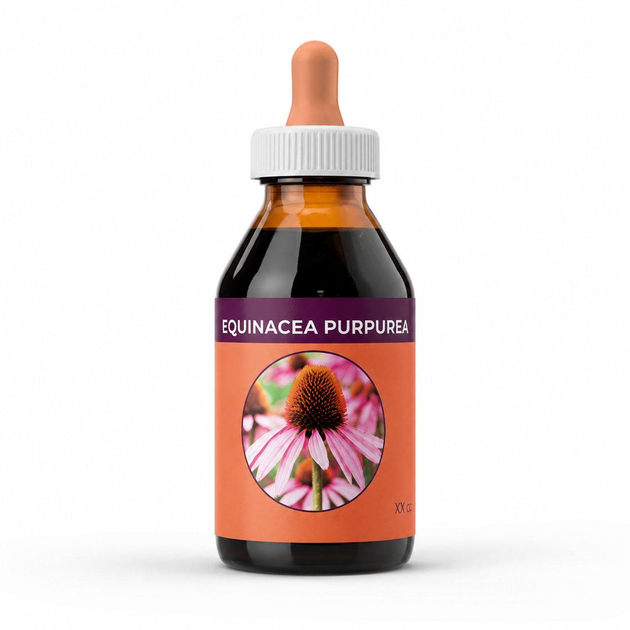 EQUINACEA PURPUREA  (Echinacea angustifolia)