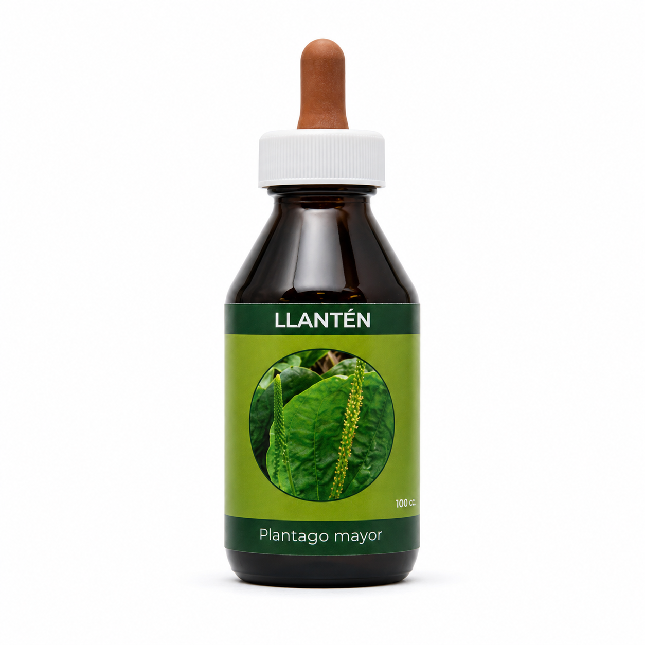 LLANTEN  (Plantago mayor)
