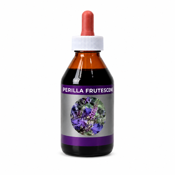 PERILLA FRUTESCENS